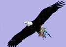 Photograph of an eagle.